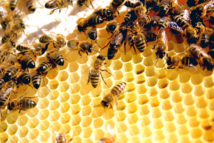 Life in a Beehive
