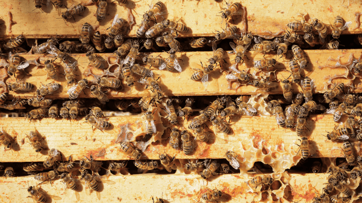 Supporting Local Australian Beekeepers