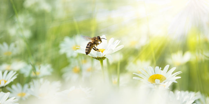 How to create a bee-friendly garden