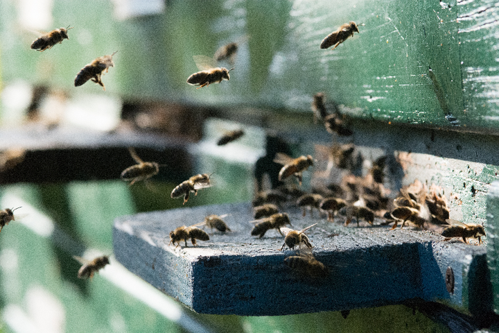 Bee Robbers
