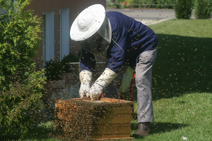 Help Save the Bees