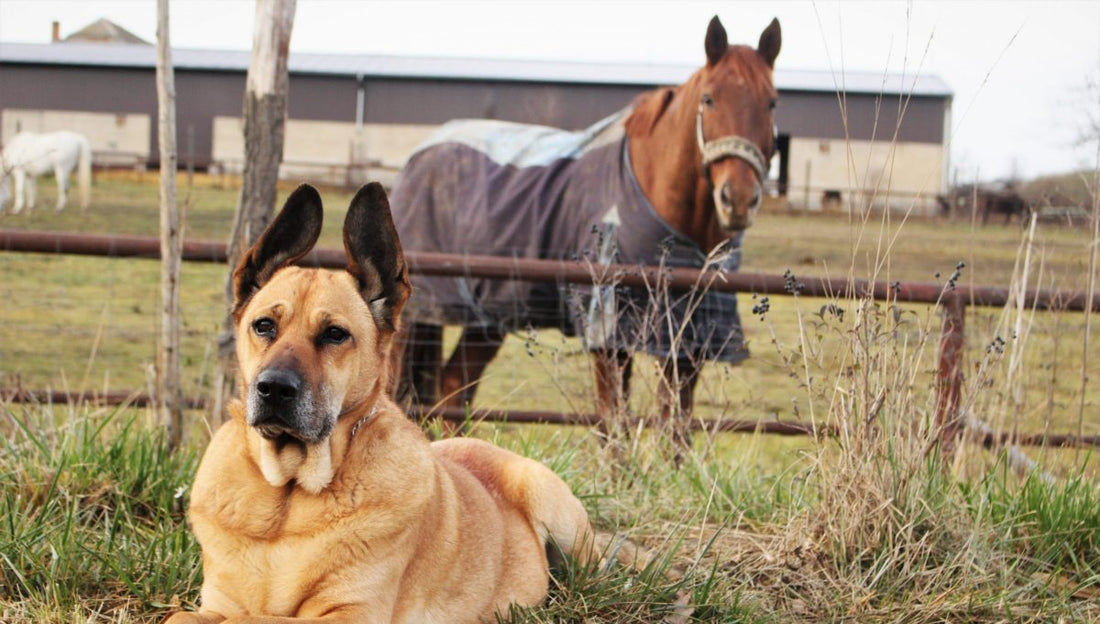 How Manuka Honey can help pets and domestic animals