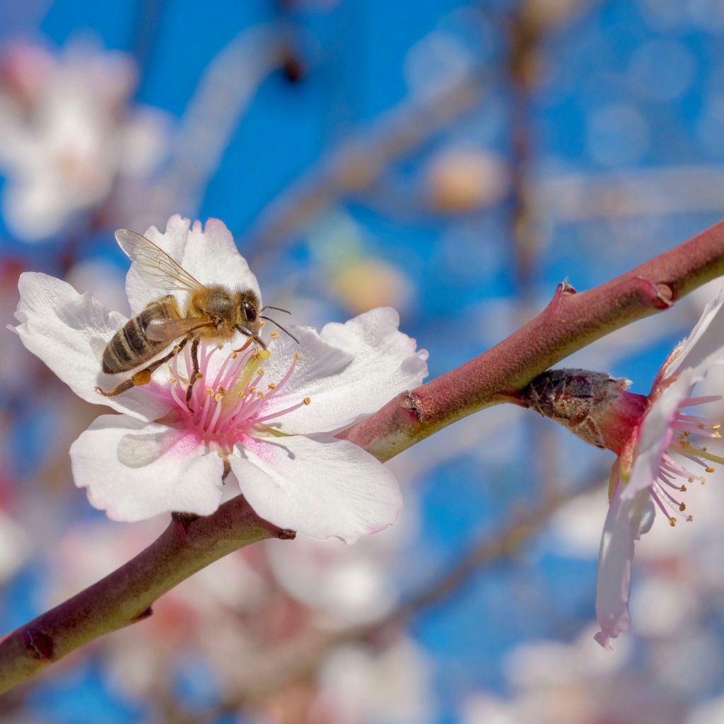 Transporting millions of bees for the annual almond pollination