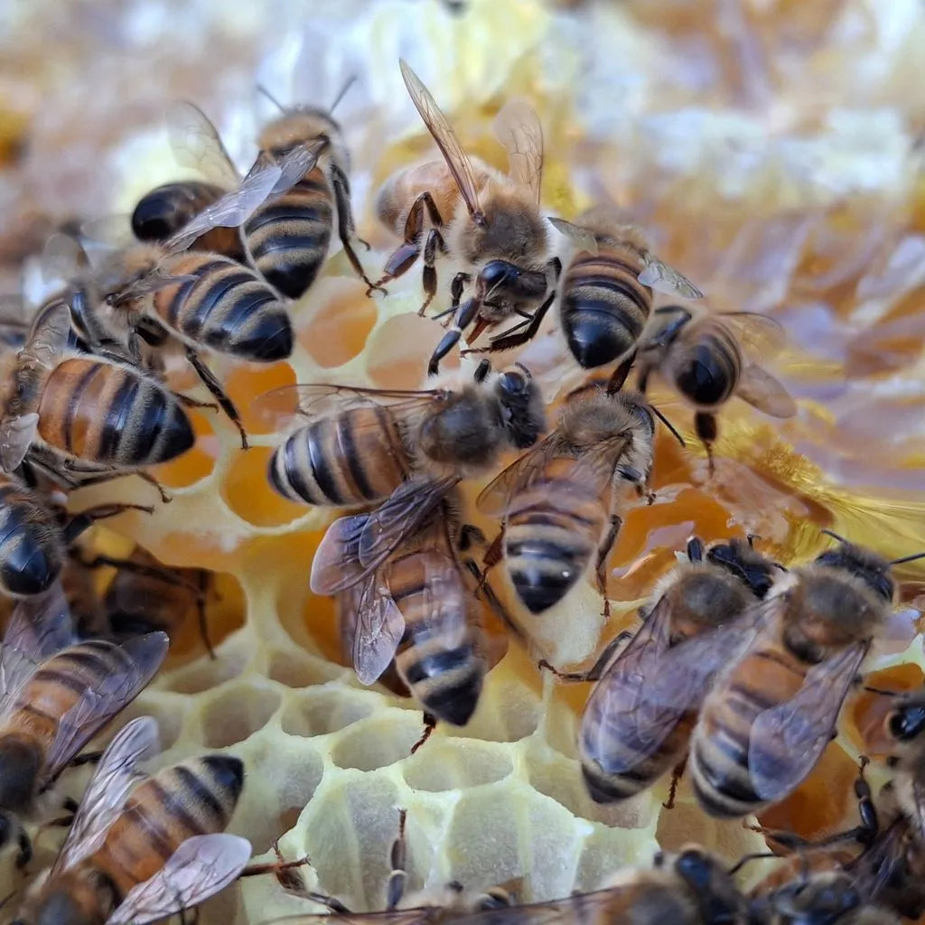 Honey Bee Facts: Know Your Honey!