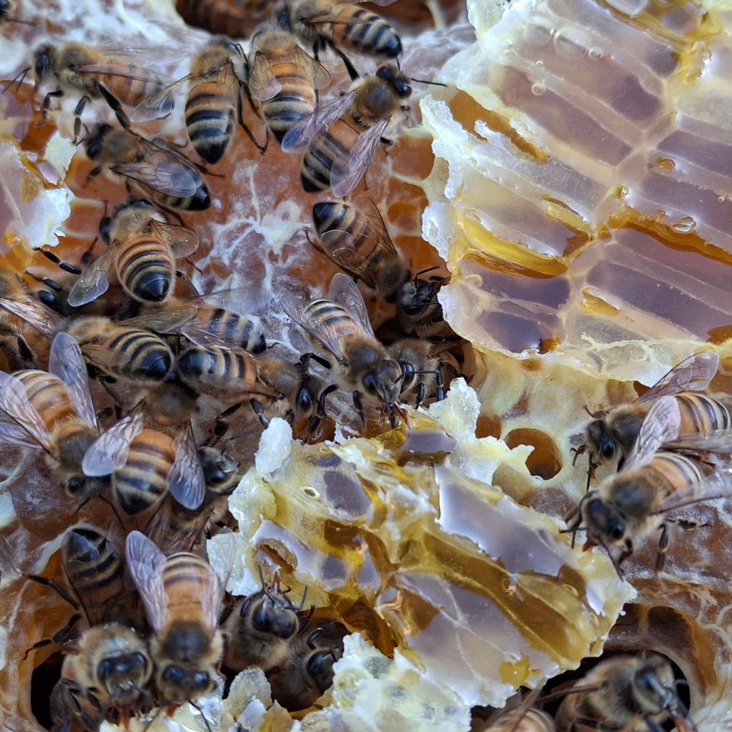 Interesting facts about bees, honey facts; some honey jokes