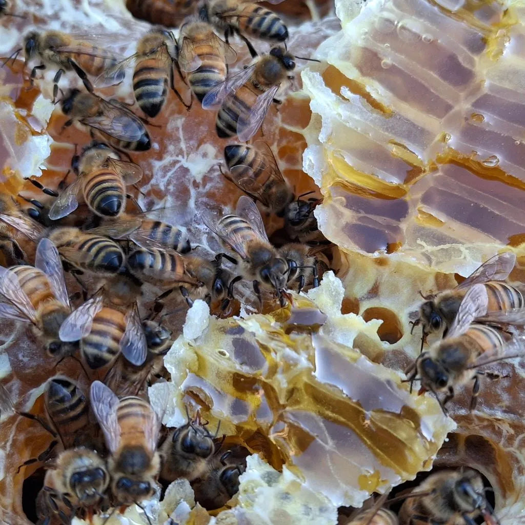 Interesting facts about bees, honey facts; some honey jokes