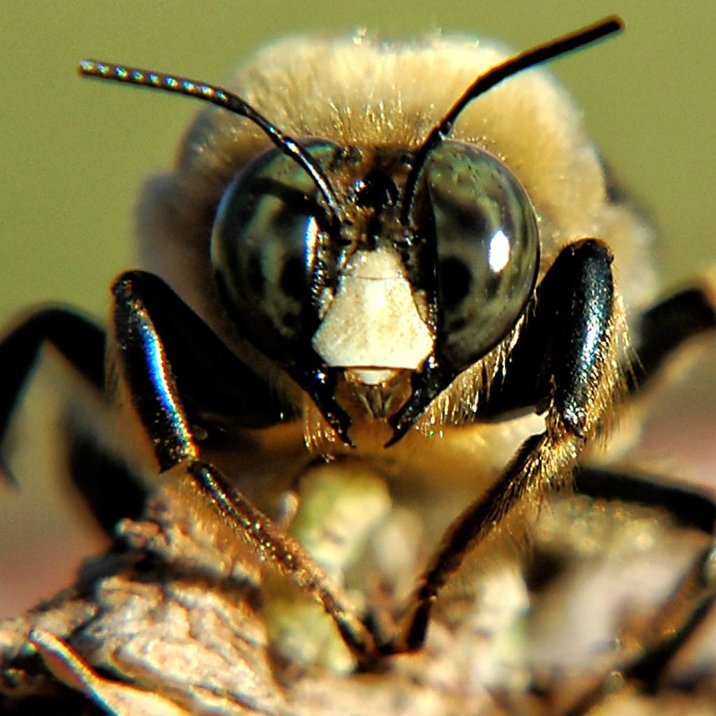 Australian Bees Have Developed Night Vision