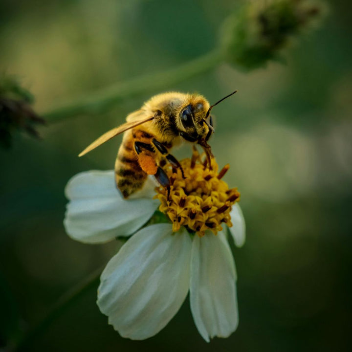 Bees and Pollen – Did you Know?