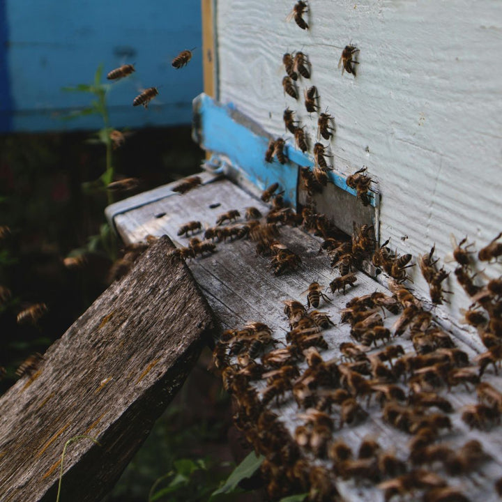 How Honeybees Deal with Heat?