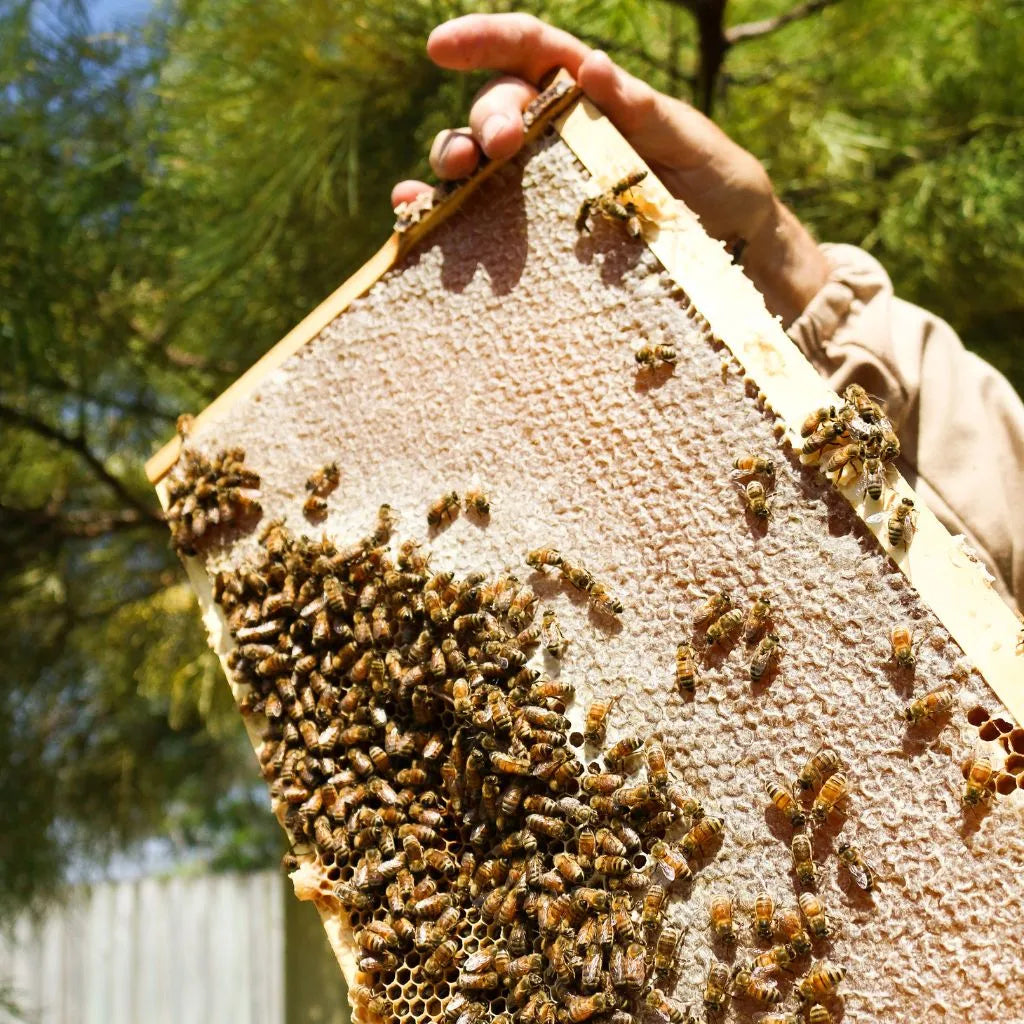 Can You Be an Urban Beekeeper?