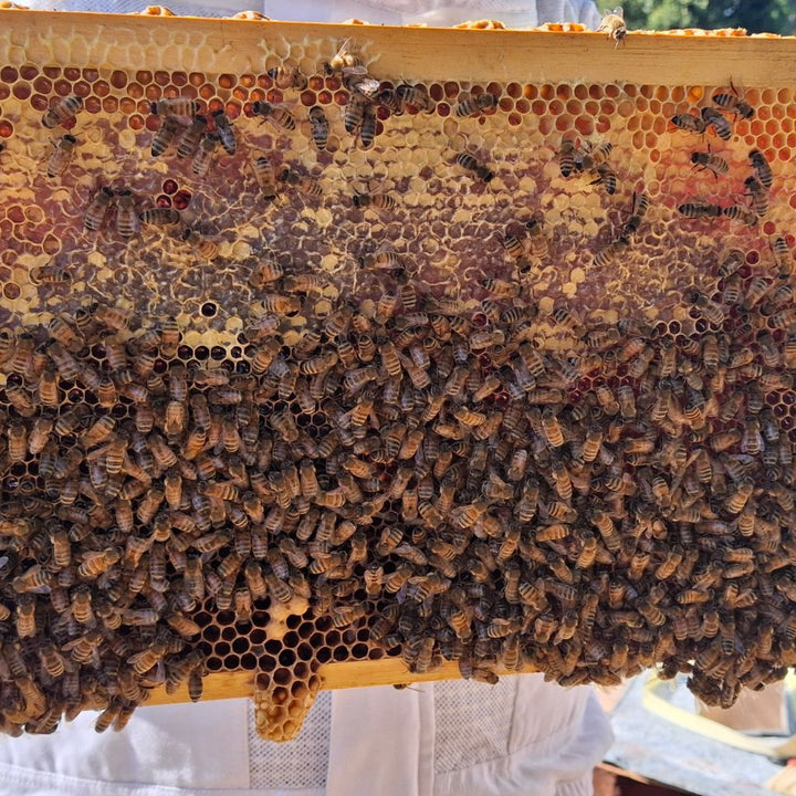 Celebrating Bees On World Bee Day