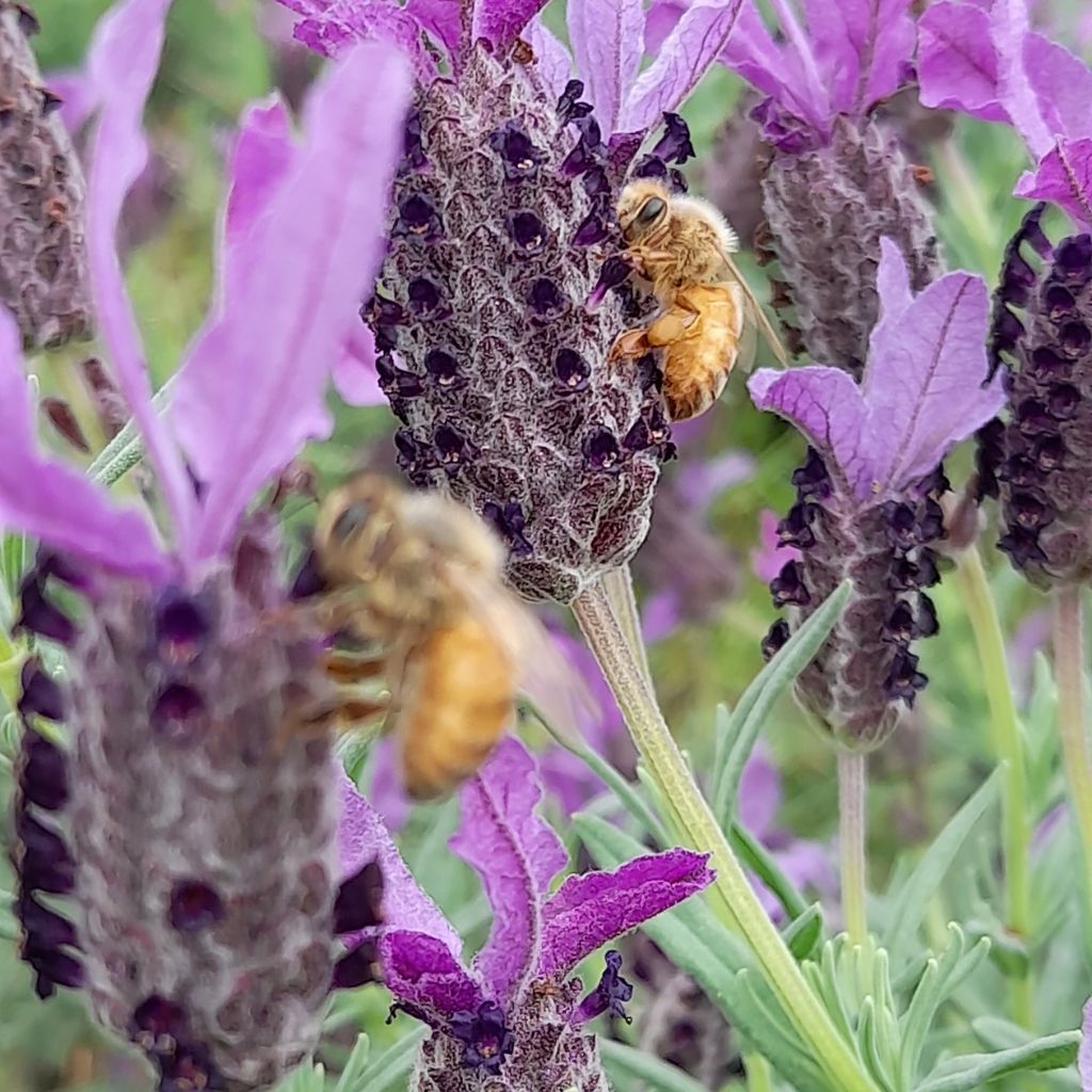 How to create a bee-friendly garden