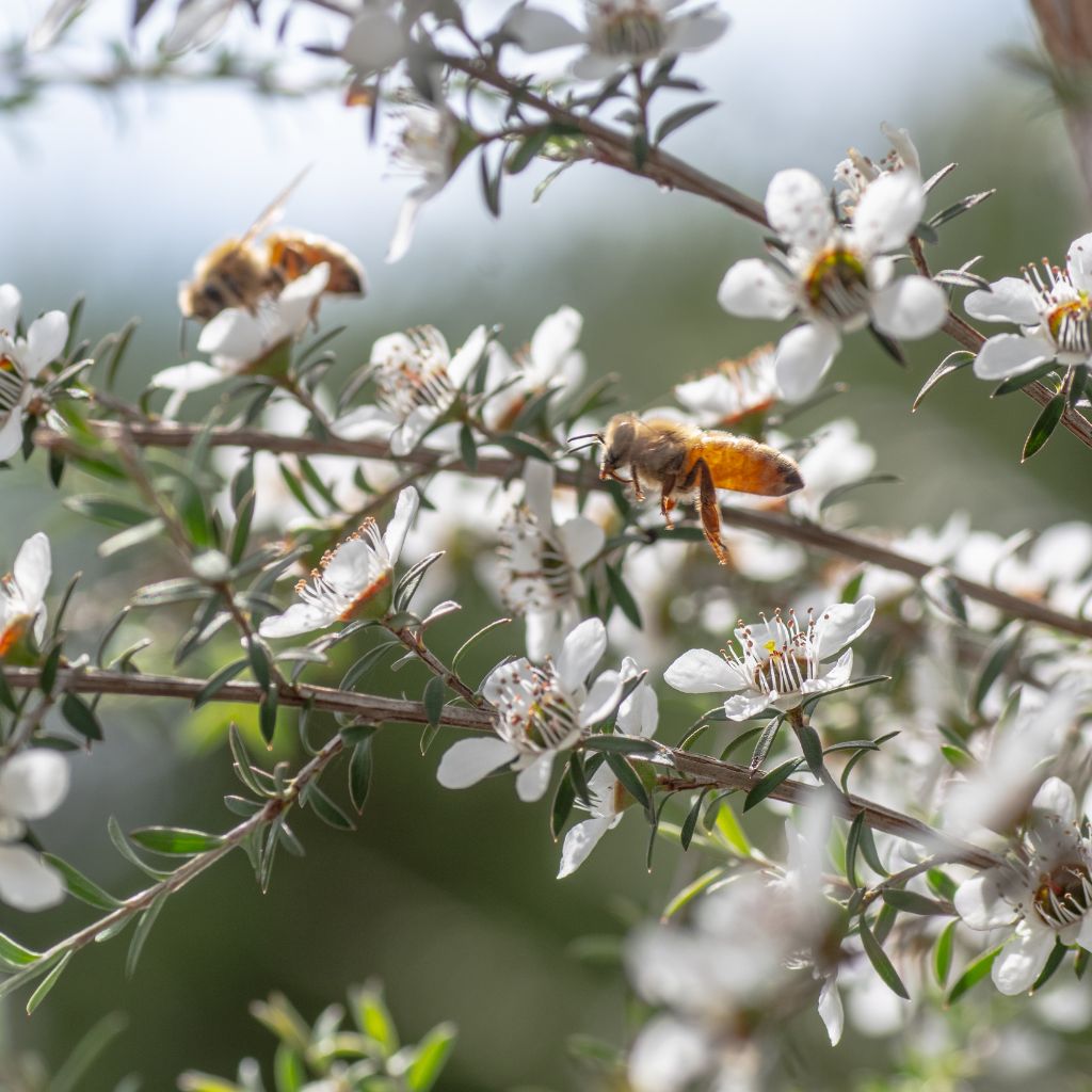 Manuka Honey Benefits
