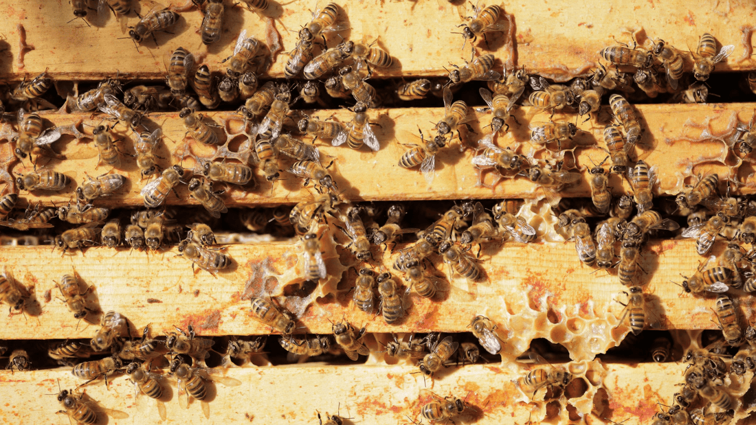 Supporting Local Australian Beekeepers