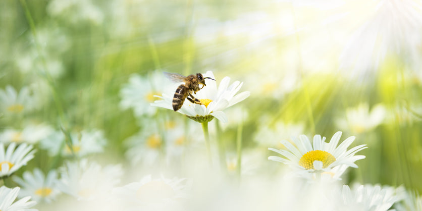 How to create a bee-friendly garden