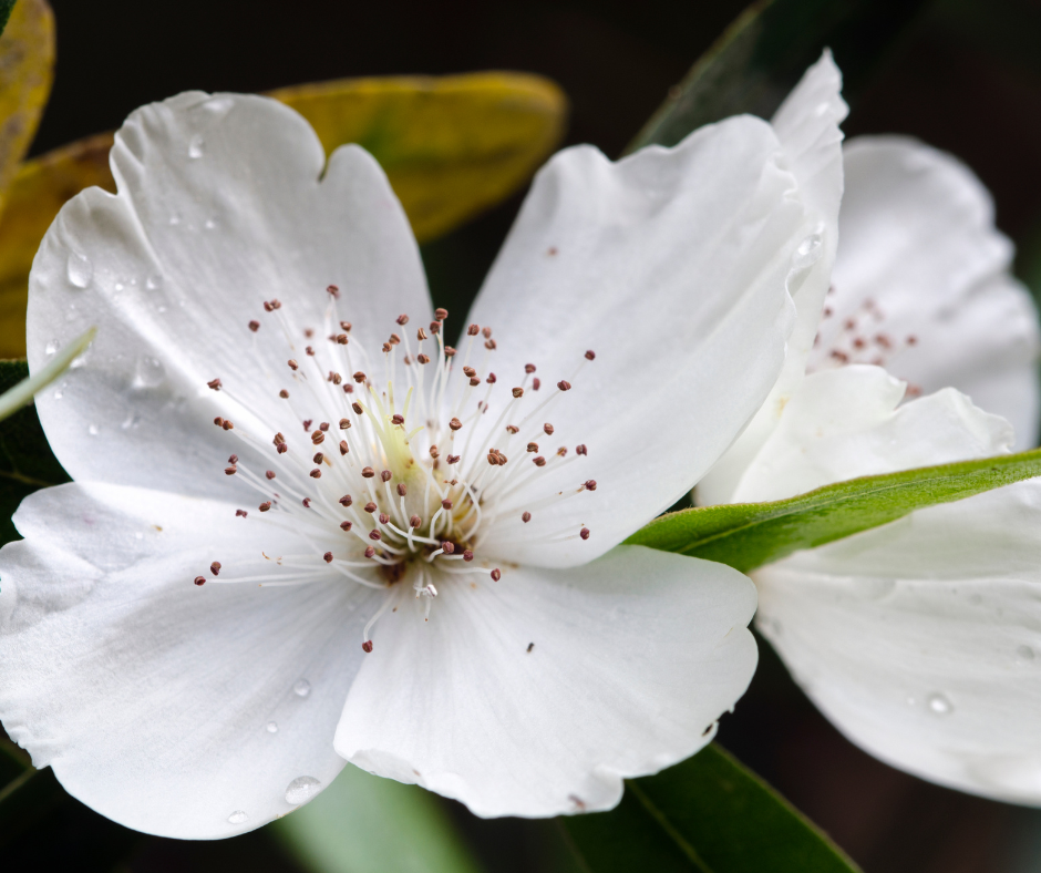 Discover Leatherwood Honey – the rare gourmet honey