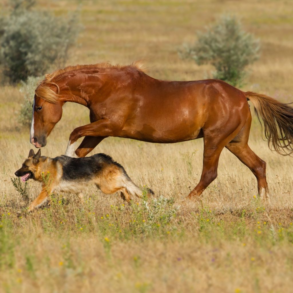 How Manuka Honey can help pets and domestic animals