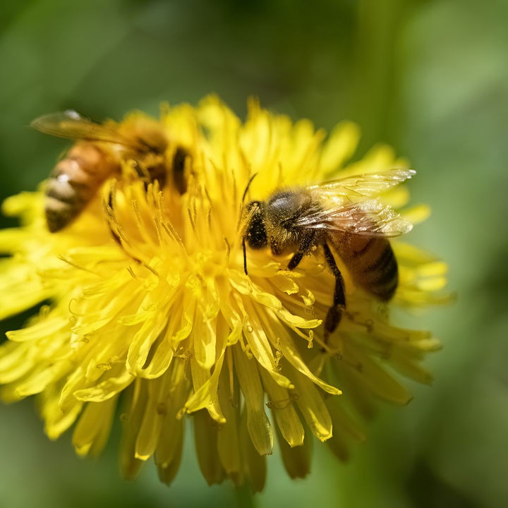 Can Bee Pollen Help Hay Fever?