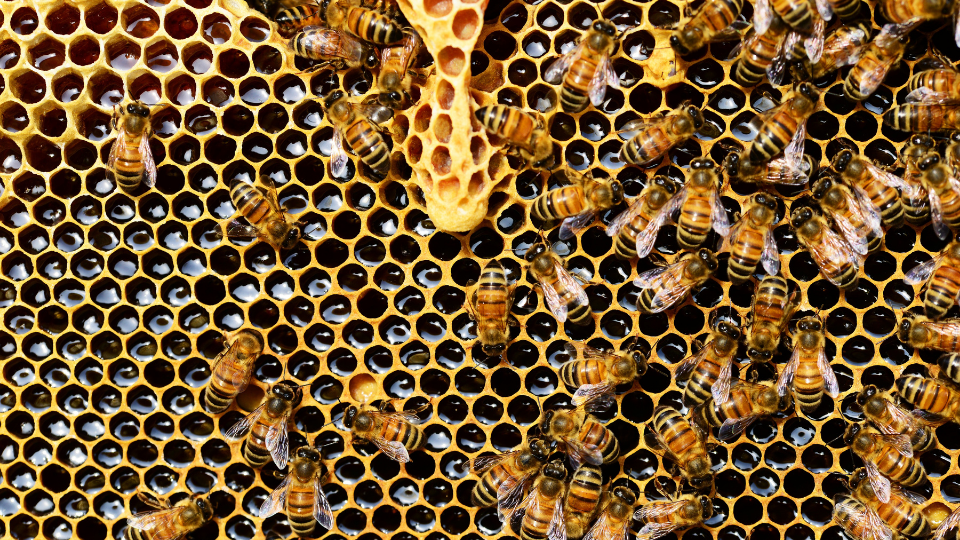The Importance of a Single Cell Inside a Hive