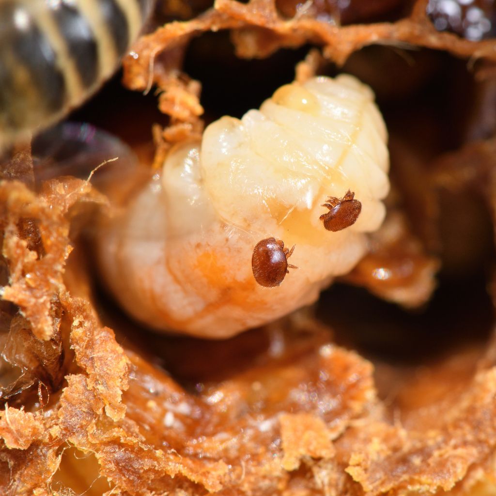 What is Varroa Mite?