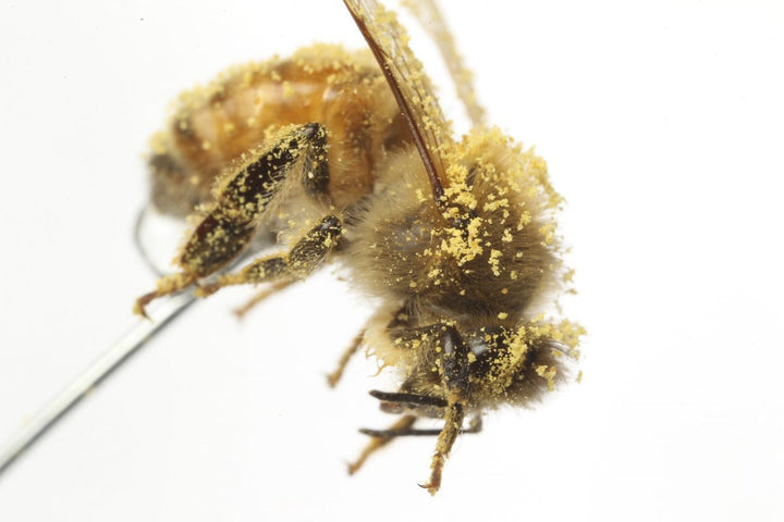 Bees and Pollen – Did you Know&#8230;