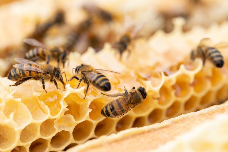 How Honeybees Deal with Heat?