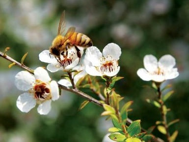 Selling Fake Honey or Real Honey in Australia – The Latest News &#8211; September 2018
