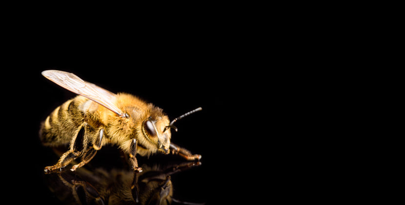 Australian Bees Have Developed Night Vision