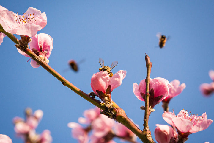 Transporting millions of bees for the annual almond pollination