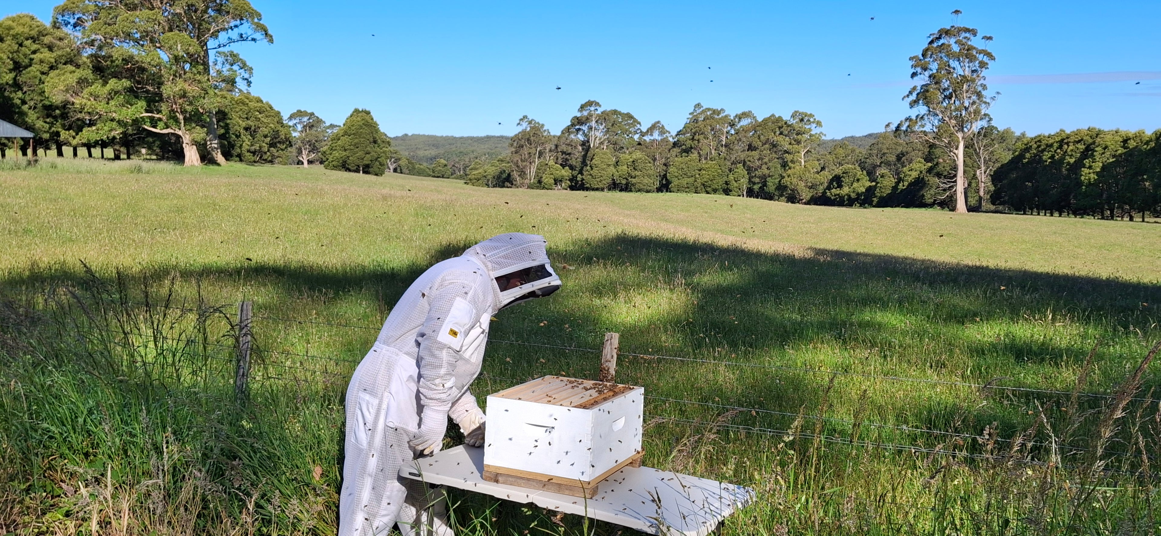 australian manuka honey