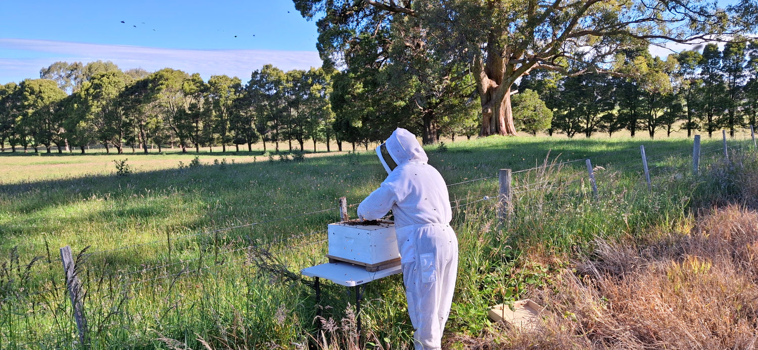 australian manuka honey mgo