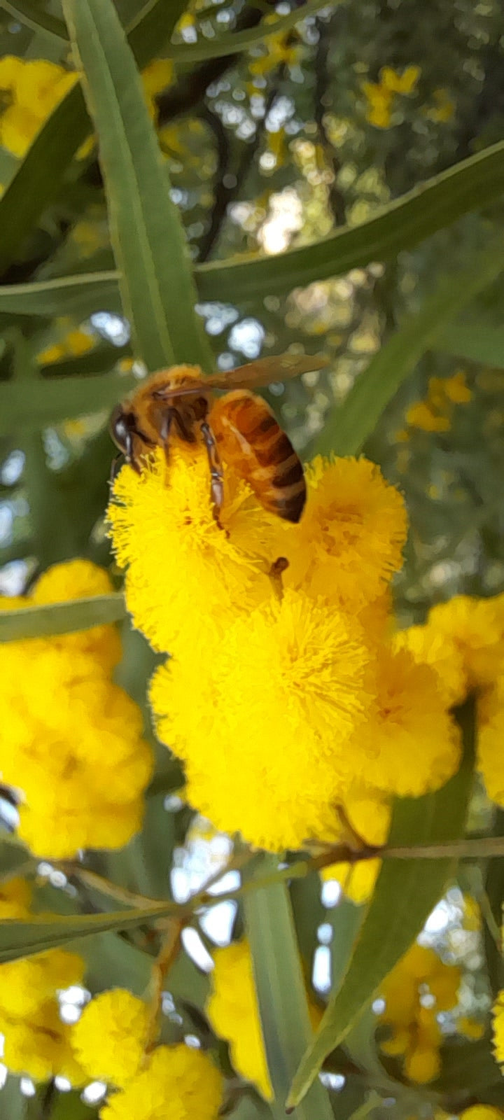 manuka honey bee wattle