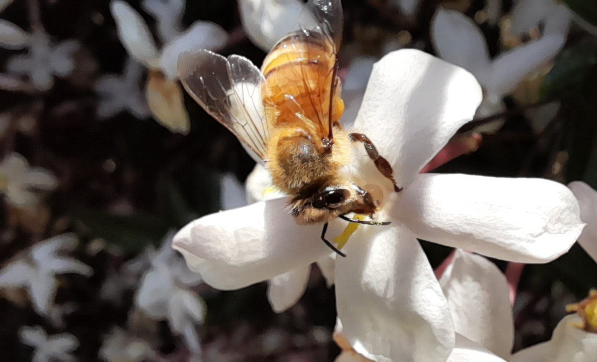 manuka honey jasmine