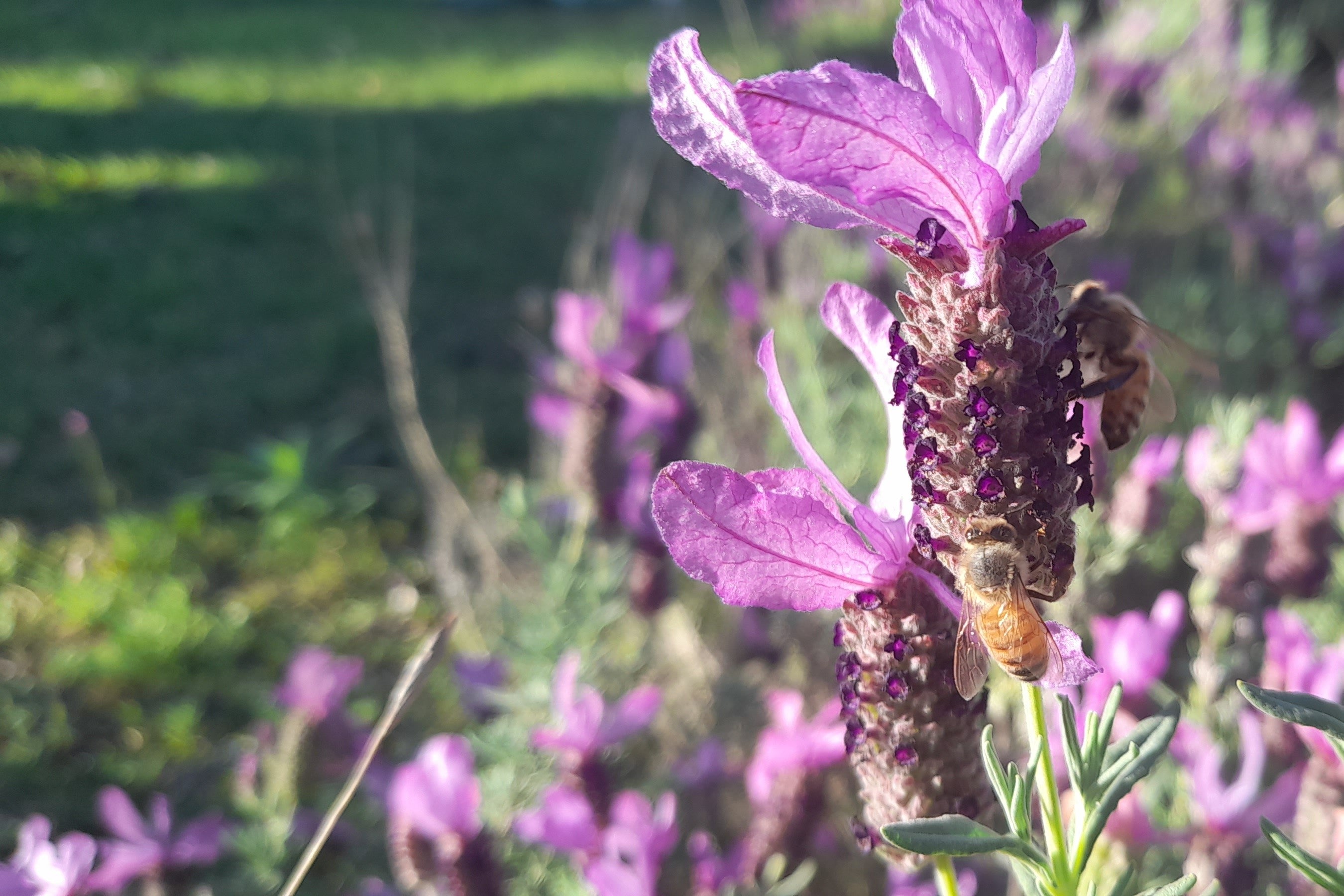 manuka honey lavender 