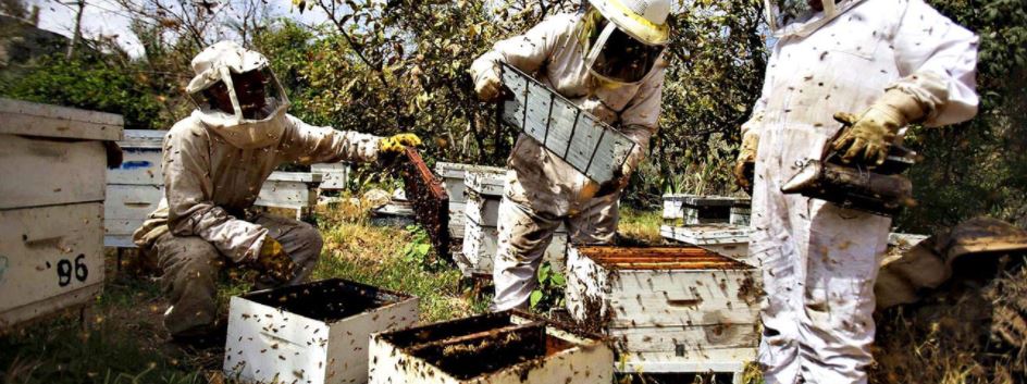 Australian bee hives