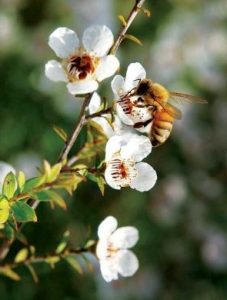 manuka honey flower with bee