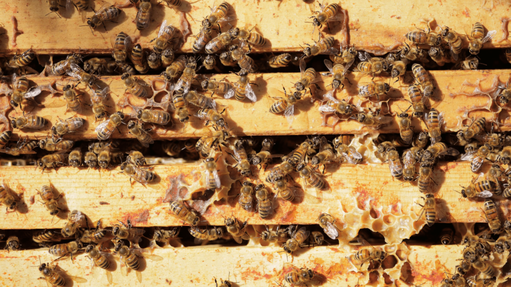Bees making honey 