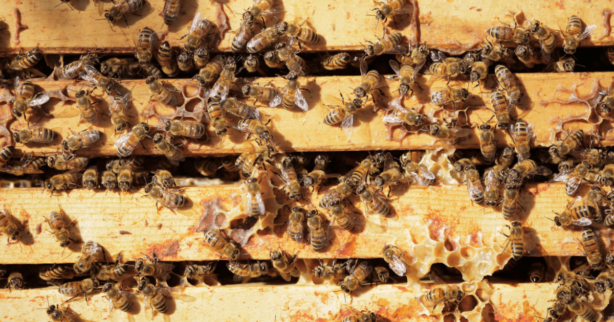 Honey and sugar local australian bee keepers