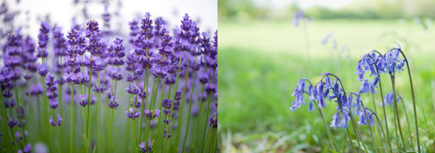 Lavender and bluebells