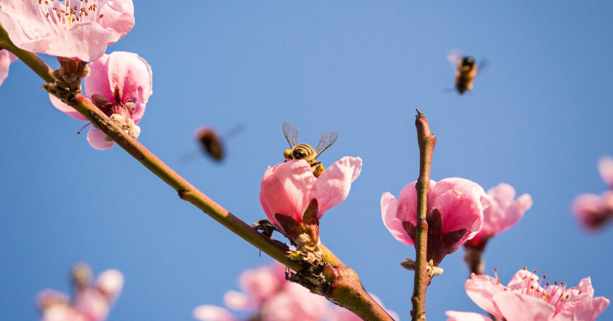 Almond Pollination via Transporting Millions of Bees