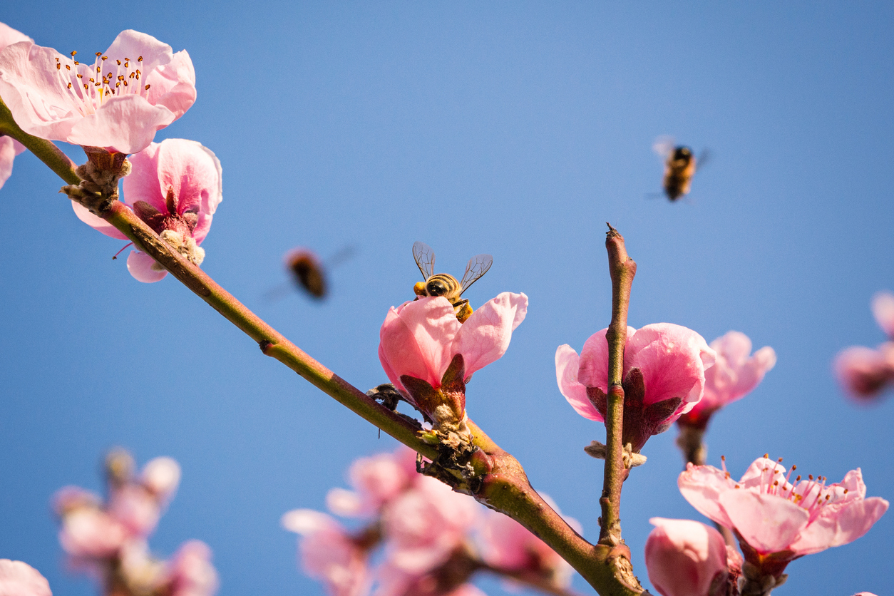 Almond Pollination via Transporting Millions of Bees