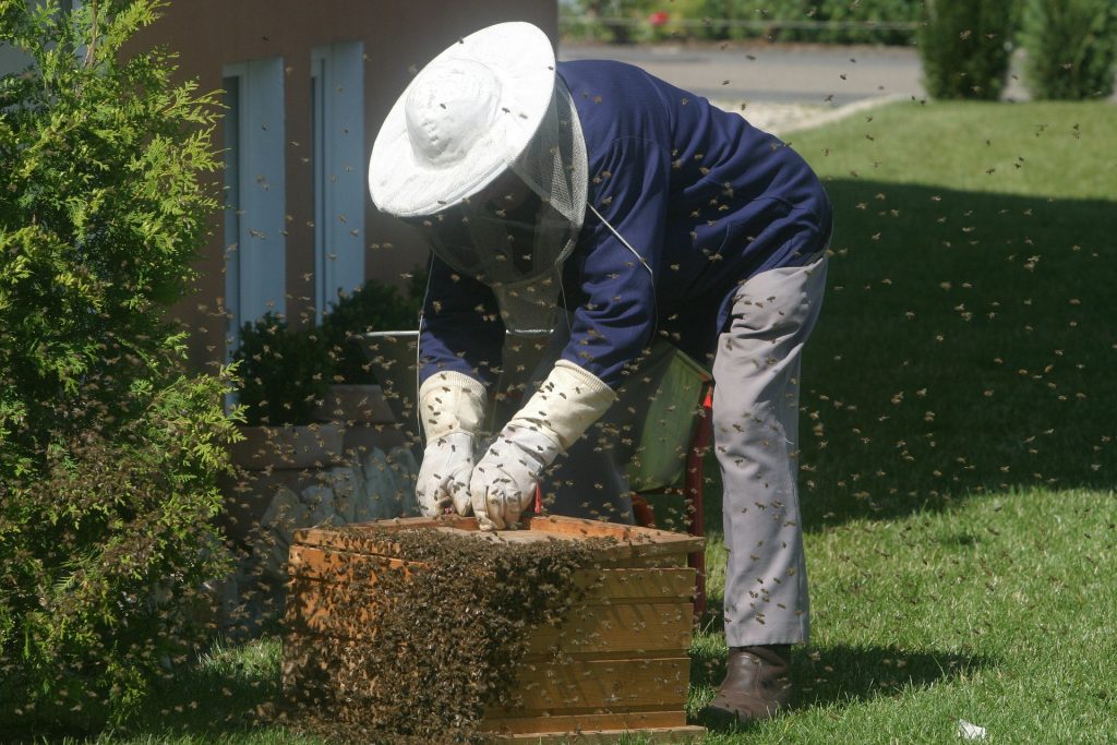 save the bees beekeeper checking hive