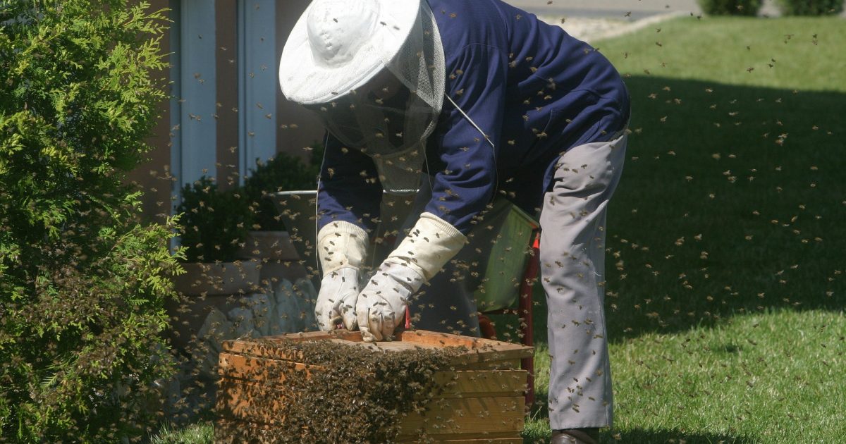 save the bees beekeeper checking hive