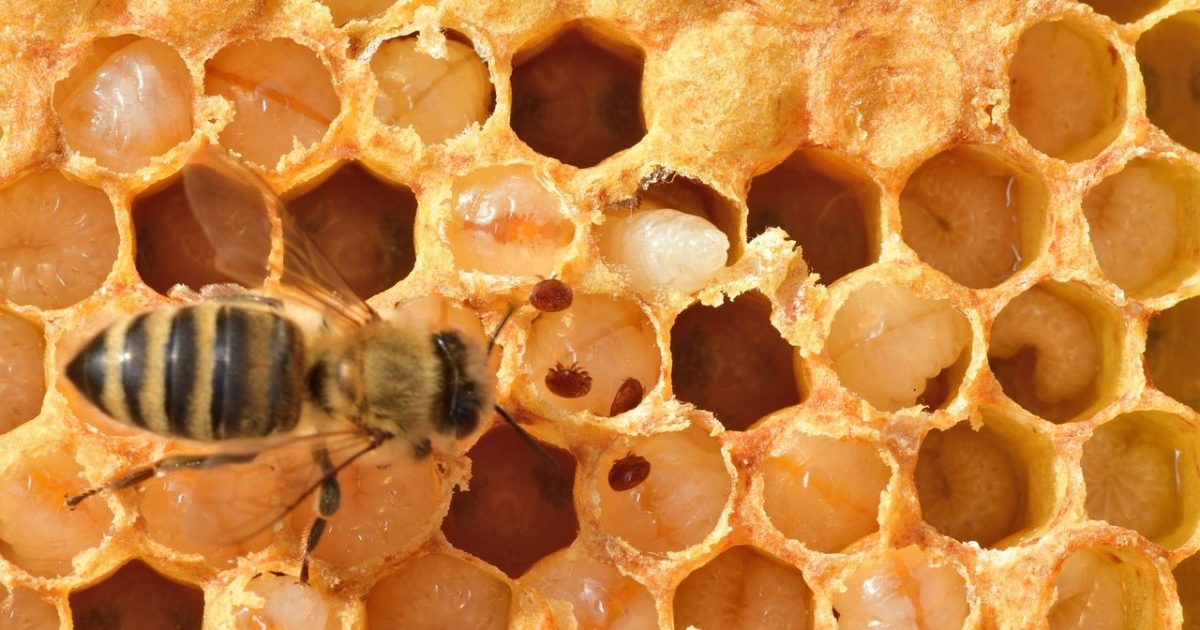 honey bee comb with varroa mite