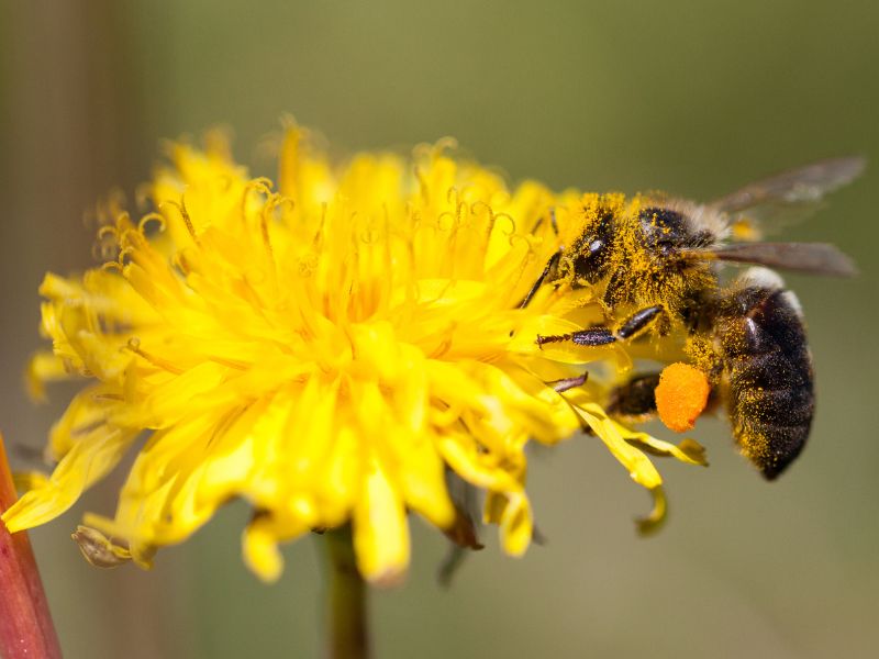 Pollen helping hayfever