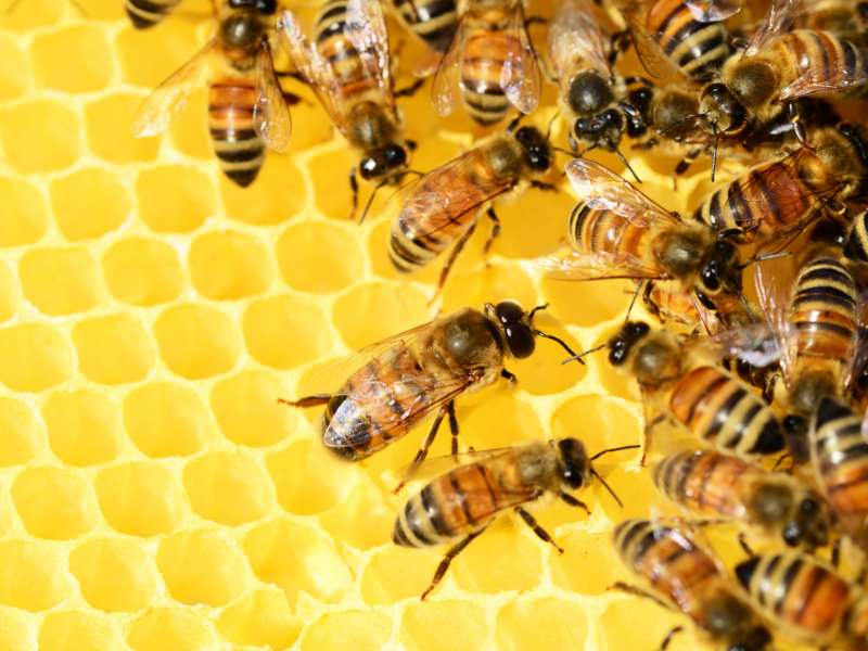 Photos of bees on honeycomb